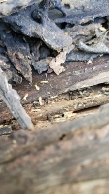 Termite Control
