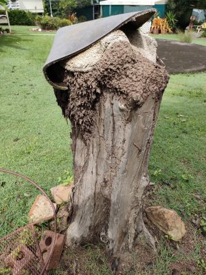 Infested Stump