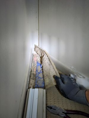 Active Termite under Carpet