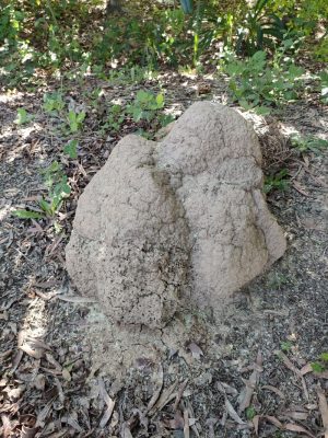 Termite Nest