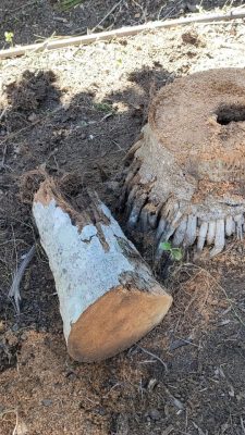 Termite Nest in Palm