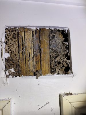 Treated Nest in Wall